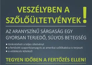 Aranyszínű sárgaság betegség borítóképe