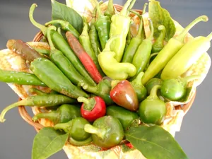 Képek
