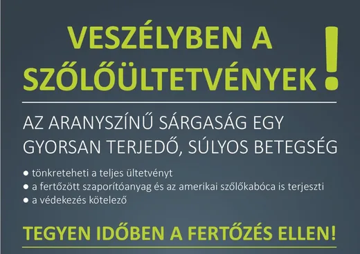 'Aranyszínű sárgaság betegség' cikk borítóképe