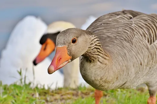 'Márton napról ' cikk borítóképe